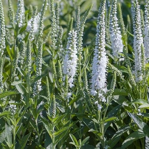 6x Ehrenpreis 'Alba' - Veronica spicata ‘Alba’ - Topf 9x9cm 6x Ehrenpreis 'Alba' - Veronica spicata ‘Alba’ - Topf 9x9cm von Generic