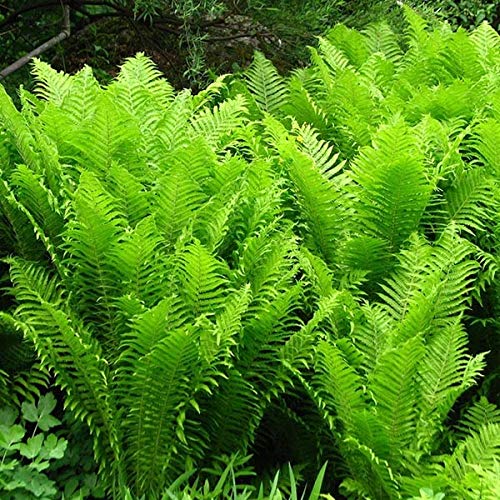 6x Europäischer Straußenfarn - Matteuccia struthiopteris - Topf 9x9cm 6x Europäischer Straußenfarn - Matteuccia struthiopteris - Topf 9x9cm von Generic