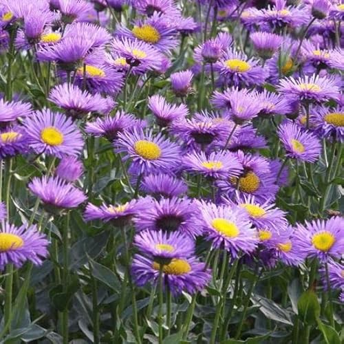6x Feinstrahl 'Dunkelste Aller' - Erigeron ‘Dunkelste Aller’ - Topf 9x9cm 6x Feinstrahl 'Dunkelste Aller' - Erigeron ‘Dunkelste Aller’ - Topf 9x9cm von Generic