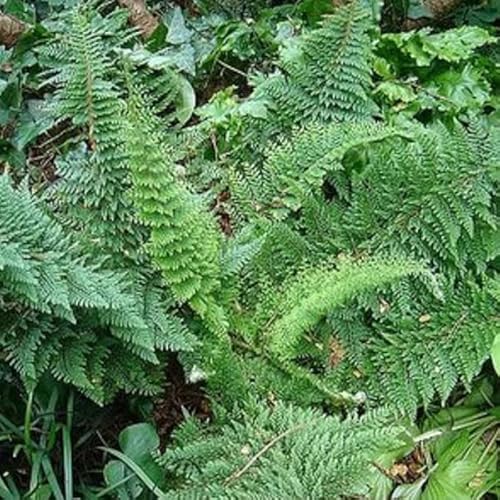 6x Filigranfarn ‘Plumosum Densum' - Polystichum setiferum ‘Plumosum Densum' - Topf 9x9cm von Generic