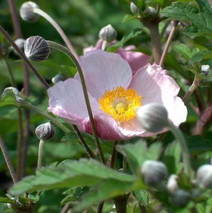 6x Filzige Herbst Anemone - Anemone tomentosa ‘Robustissima’ - Topf 9x9cm 6x Filzige Herbst Anemone - Anemone tomentosa ‘Robustissima’ - Topf 9x9cm von Generic