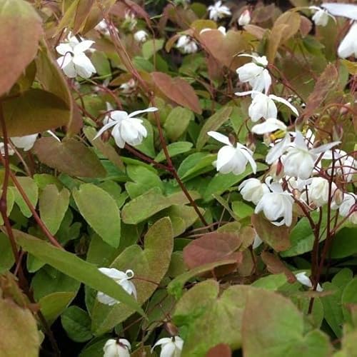 6x Flaumige Elfenblume 'Niveum' - Epimedium youngianum ‘Niveum’ - Topf 9x9cm von Generic
