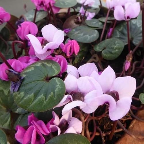 6x Frühlings Alpenveilchen - Cyclamen coum - Kleincontainer 9x9cm von Generic