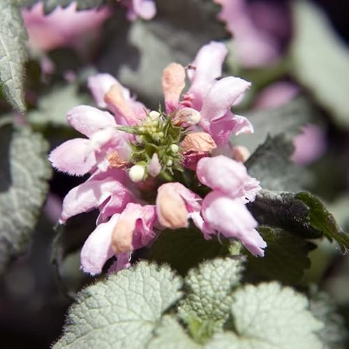 6x Gefleckte Taubnessel 'Pink Pewter' - Lamium maculatum ‘Pink Pewter’ - Topf 9x9cm von Generic