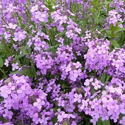 6x Gewöhnliche Nachtviole - Hesperis matronalis - Topf 9x9cm 6x Gewöhnliche Nachtviole - Hesperis matronalis - Topf 9x9cm von Generic