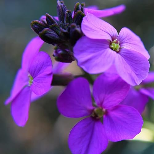 6x Goldlack 'Bowles Mauve' - Erysimum ‘Bowles Mauve’ - Topf 9x9cm 6x Goldlack 'Bowles Mauve' - Erysimum ‘Bowles Mauve’ - Topf 9x9cm von Generic