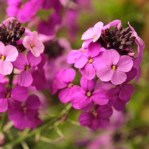 6x Goldlack 'Constant Cheer' - Erysimum ‘Constant Cheer’ - Topf 9x9cm von Generic