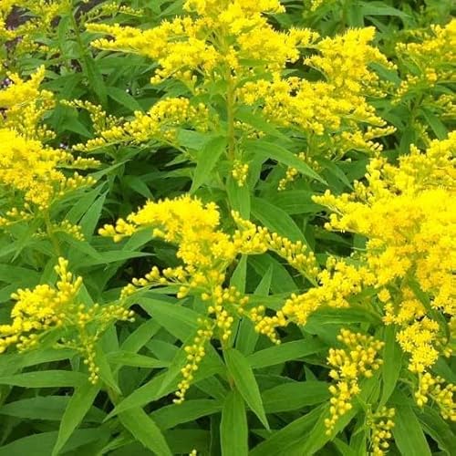 6x Goldrute 'Strahlenkrone' - Solidago ‘Strahlenkrone’ - Topf 9x9cm von Generic