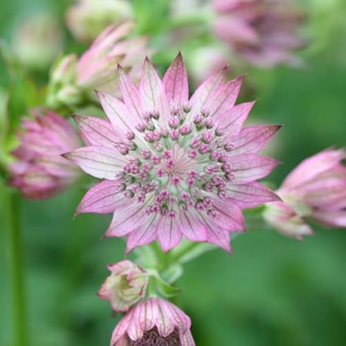 6x Große Sterndolde 'Alba' - Astrantia major - Kleincontainer 9x9cm von Generic