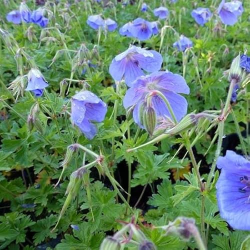 6x Himalaya Storchschnabel - Geranium himalayense - Topf 9x9cm 6x Himalaya Storchschnabel - Geranium himalayense - Topf 9x9cm von Generic
