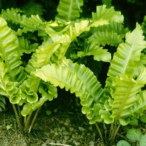 6x Hirschzungenfarn 'Undulatum' - Asplenium scolopendrium 'Undulatum' - Topf 9x9cm von Generic