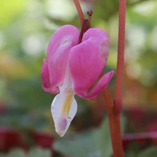 6x Hohe Herzblume - Dicentra spectabilis - Topf 9x9cm von Generic