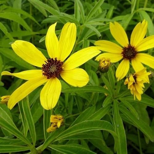6x Hohes Mädchenauge - Coreopsis tripteris - Topf 9x9cm von Generic
