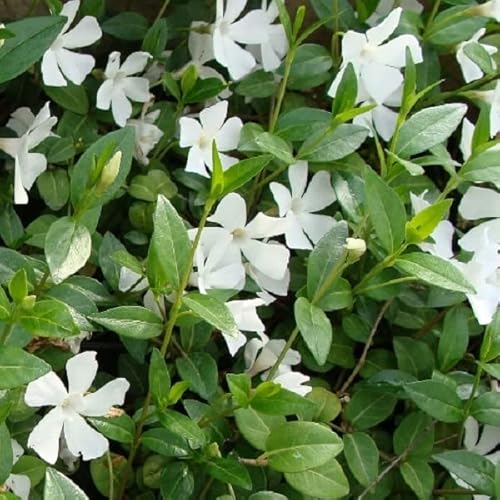 6x Jungfernkraut Immergrün 'Alba' - Vinca minor ‘Alba’ - Topf 9x9cm 6x Jungfernkraut Immergrün 'Alba' - Vinca minor ‘Alba’ - Topf 9x9cm von Generic