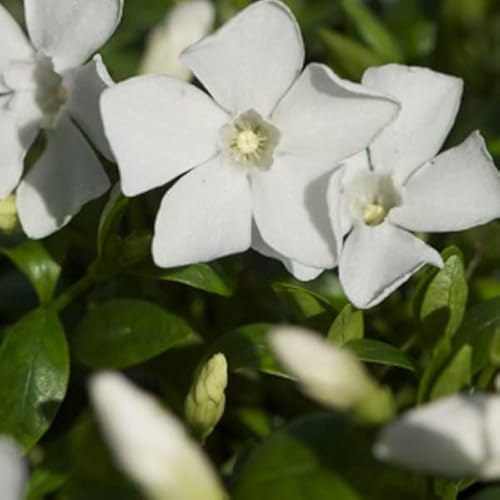 6x Jungfernkraut Immergrün 'Gertrude Jekyll' - Vinca minor 'Gertrude Jekyll' - Topf 9x9cm von Generic