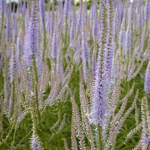 6x Kandelaberehrenpreis 'Lavendelturm' - Veronicastrum virginicum ‘Lavendelturm’ - Topf 9x9cm 6x Kandelaberehrenpreis 'Lavendelturm' - Veronicastrum virginicum ‘Lavendelturm’ - Topf 9x9cm von Generic