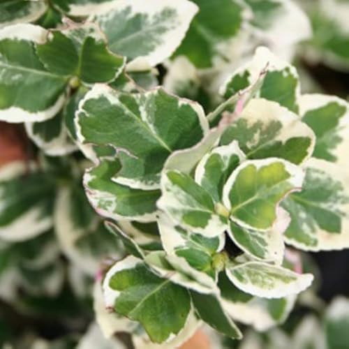 6x Kriechspindel 'Emerald Gaiety' - Euonymus fortunei 'Emerald Gaiety' - Topf 9x9cm von Generic