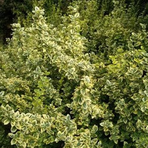 6x Kriechspindel 'Emerald and Gold' - Euonymus fortunei 'Emerald Gold' - Topf 9x9cm 6x Kriechspindel 'Emerald and Gold' - Euonymus fortunei 'Emerald Gold' - Topf 9x9cm von Generic
