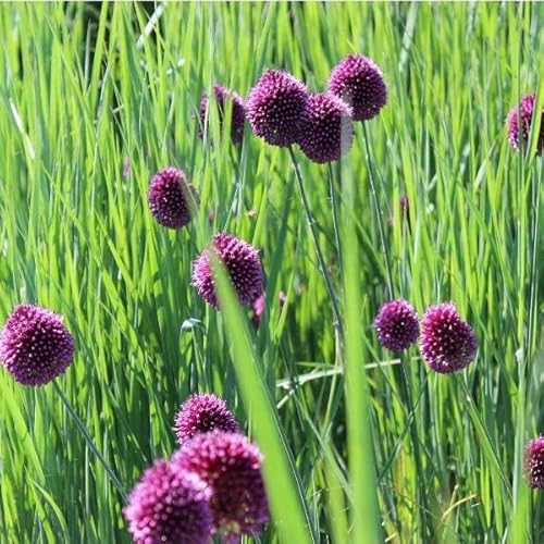 6x Kugelkopfiger Lauch - Allium sphaerocephalon - Topf 9x9cm 6x Kugelkopfiger Lauch - Allium sphaerocephalon - Topf 9x9cm von Generic