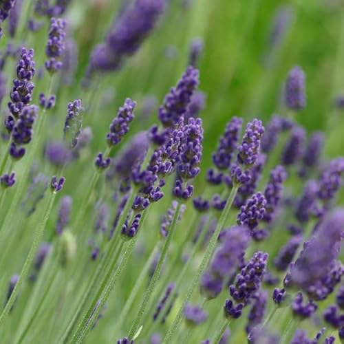 6x Lavendel 'Hidcote Blue' - Lavandula ‘Hidcote' - Topf 9x9cm von Generic