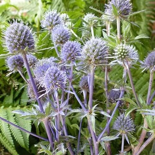6x Mannstreu - Eryngium planum - Topf 9x9cm von Generic