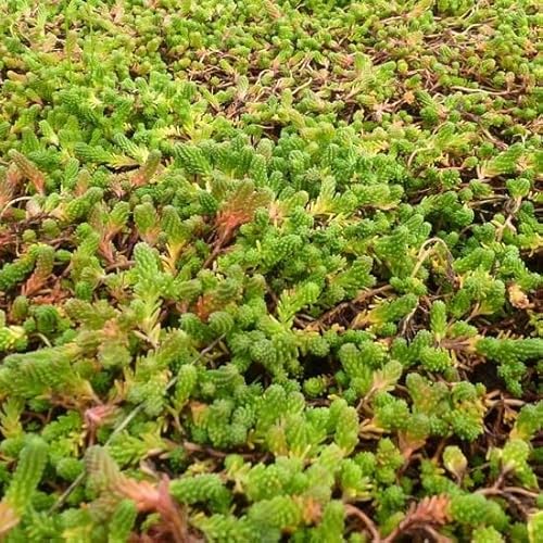 6x Milder Mauerpfeffer - Sedum sexangulare - Topf 9x9cm 6x Milder Mauerpfeffer - Sedum sexangulare - Topf 9x9cm von Generic