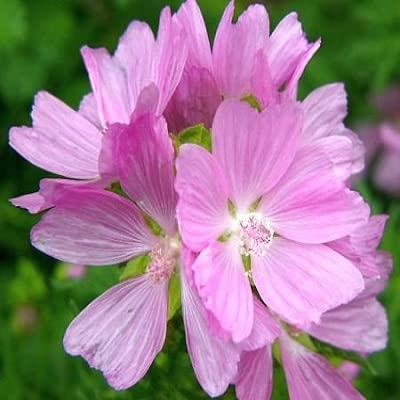 6x Moschus-Malve rosa - Malva moschata ‘Rosea’ - Topf 9x9cm von Generic