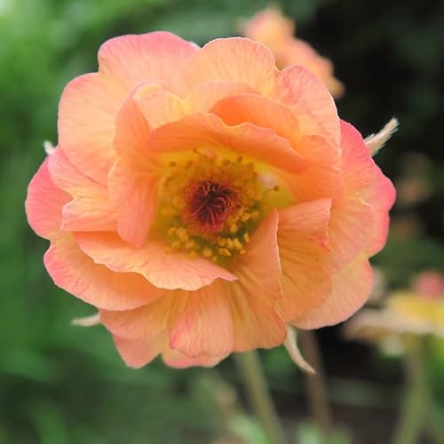6x Nelkenwurz 'Mai Tai' - Geum 'Mai Taï'® - Topf 9x9cm von Generic