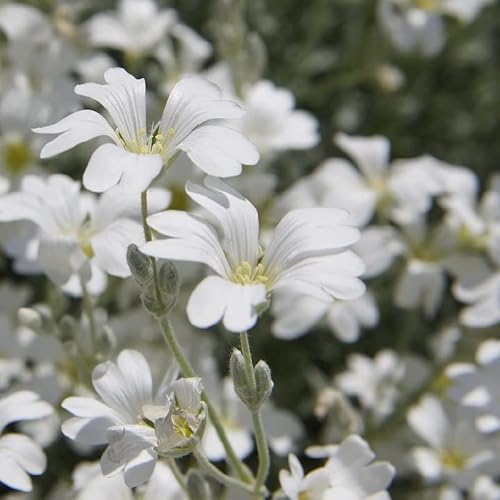 6x Niedriges Hornkraut 'Columnae' - Cerastium tomentosum 'Columnae' - Kleincontainer 9x9cm von Generic