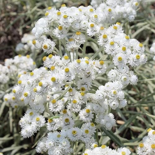 6x Perlkörbchen Neuschnee - Anaphalis margaritacea ‘Neuschnee’ - Topf 9x9cm 6x Perlkörbchen Neuschnee - Anaphalis margaritacea ‘Neuschnee’ - Topf 9x9cm von Generic