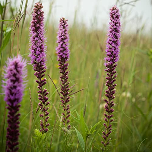6x Prachtscharte - Liatris spicata - Topf 9x9cm 6x Prachtscharte - Liatris spicata - Topf 9x9cm von Generic