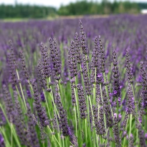 6x Provence Lavendel 'Grosso' - Lavandula ‘Grosso'' - Kleincontainer 9x9cm von Generic
