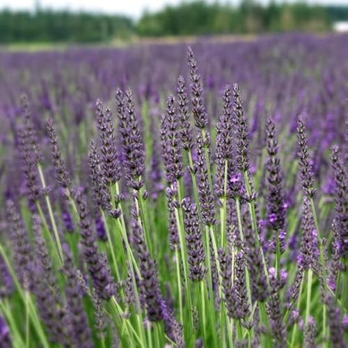 6x Provence Lavendel 'Grosso' - Lavandula ‘Grosso'' - Topf 9x9cm von Generic