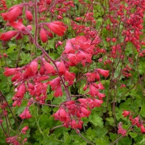 6x Purpurglöckchen 'Leuchtkaefer' - Heuchera sanguinea ‘Leuchtkäfer’ - Topf 9x9cm von Generic