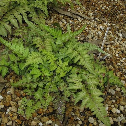 6x Regenbogenfarn 'Metallicum' - Athyrium niponicum 'Metallicum' - Topf 9x9cm 6x Regenbogenfarn 'Metallicum' - Athyrium niponicum 'Metallicum' - Topf 9x9cm von Generic
