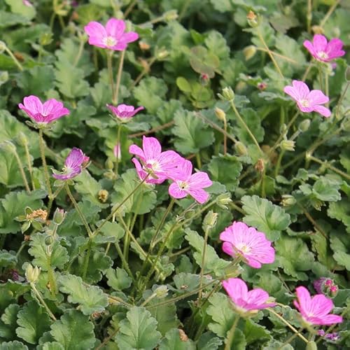 6x Reiherschnabel 'Bishop's Form' - Erodium variabile ‘Bishop’s Form’ - Topf 9x9cm 6x Reiherschnabel 'Bishop's Form' - Erodium variabile ‘Bishop’s Form’ - Topf 9x9cm von Generic