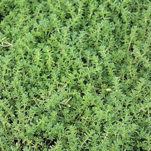 6x Rotmoos Mauerpfeffer - Sedum album ‘Coral Carpet’ - Topf 9x9cm von Generic