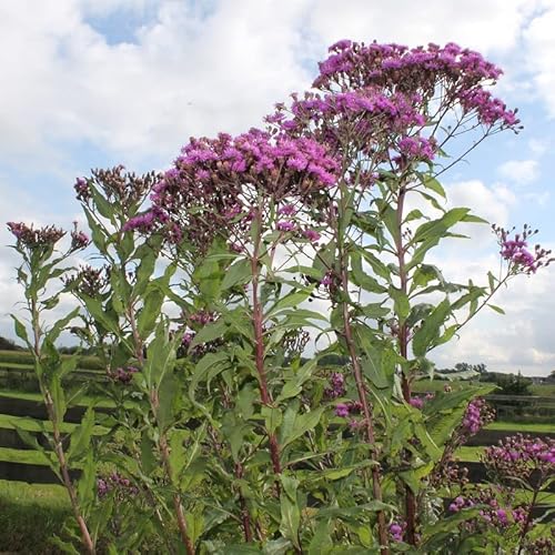 6x Scheinaster Mammuth - Vernonia crinita 'Mammuth' - Topf 9x9cm 6x Scheinaster Mammuth - Vernonia crinita 'Mammuth' - Topf 9x9cm von Generic