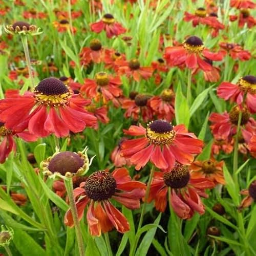 6x Sonnenbraut 'Kupferzwerg' - Helenium ‘Kupferzwerg’ - Kleincontainer 9x9cm von Generic