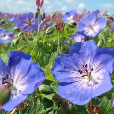 6x Storchschnabel 'Buxton's Variety' - Geranium wallichianum 'Buxton's Variety' - Topf 9x9cm 6x Storchschnabel 'Buxton's Variety' - Geranium wallichianum 'Buxton's Variety' - Topf 9x9cm von Generic
