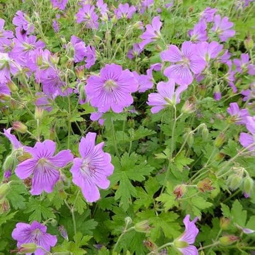 6x Storchschnabel 'Sirak' - Geranium ‘Sirak’ - Kleincontainer 9x9cm von Generic