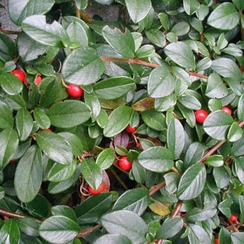 6x Teppichmispel - Cotoneaster dammeri - Topf 9x9cm von Generic