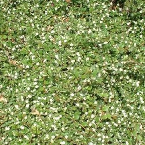 6x Teppichmispel 'Major' - Cotoneaster dammeri 'Major' (=Radicans) - Topf 9x9cm von Generic