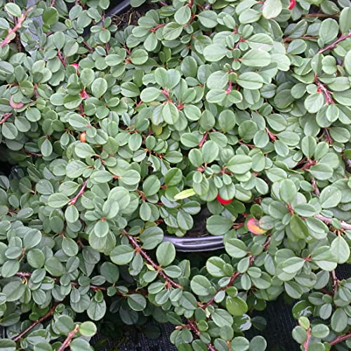 6x Teppichmispel 'Streib's Findling' - Cotoneaster Procumbens 'Streib's Findling' - Topf 9x9cm 6x Teppichmispel 'Streib's Findling' - Cotoneaster Procumbens 'Streib's Findling' - Topf 9x9cm von Generic