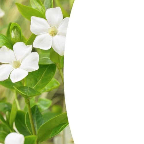 Großblättriges Immergrün - Vinca major 'Alba' - 10-25cm - Ø9cm - 6 Stück Großblättriges Immergrün - Vinca major 'Alba' - 10-25cm - Ø9cm - 6 Stück von Generic