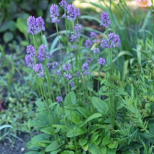 6x Ziest 'Hummelo' - Stachys monieri 'Hummelo' - Topf 9x9cm 6x Ziest 'Hummelo' - Stachys monieri 'Hummelo' - Topf 9x9cm von Generic