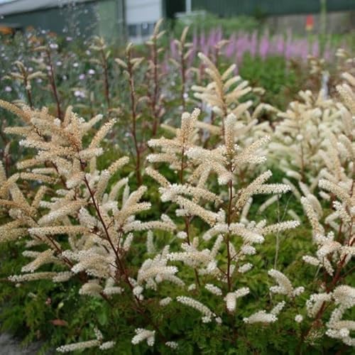 6x Zwerg Geißbart - Aruncus aethusifolius - Topf 9x9cm von Generic