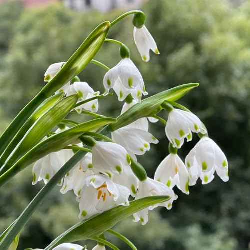 8 Pcs Märzenbecher Zwiebeln Kaufen - Leucojum Vernum - Frühlingsblüher Zwiebeln, Seltene Pflanzen Märzenbecher Pflanze Knollen, Balkon Blumen, Pflanzen Züchten Blumenzwiebeln Frühblüher, von Generic