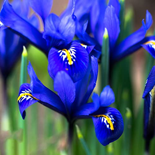 8 schwertlilie zwiebeln Kaufen Schwertlilien Knollen iris pflanzen winterhart blumenzwiebeln blumen deko frühlingsblüher zwiebeln blütenmix winterharte pflanzen für garten garten geschenk von Generic