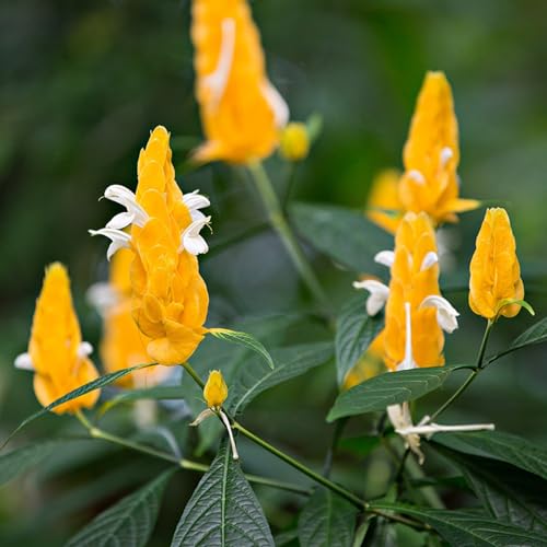 80 pcs Pachystachys lutea samen, balkon blumen, ostern geschenke blumen samen, plants blüten, kräuterbeet blumenbeet, steingartenpflanzen winterhart blumen für balkon, bio saatgut von Generic